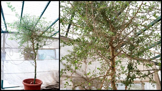 Lost Biblical tree grown from 1,000-year-old seed found in Judaean&nbsp;Desert